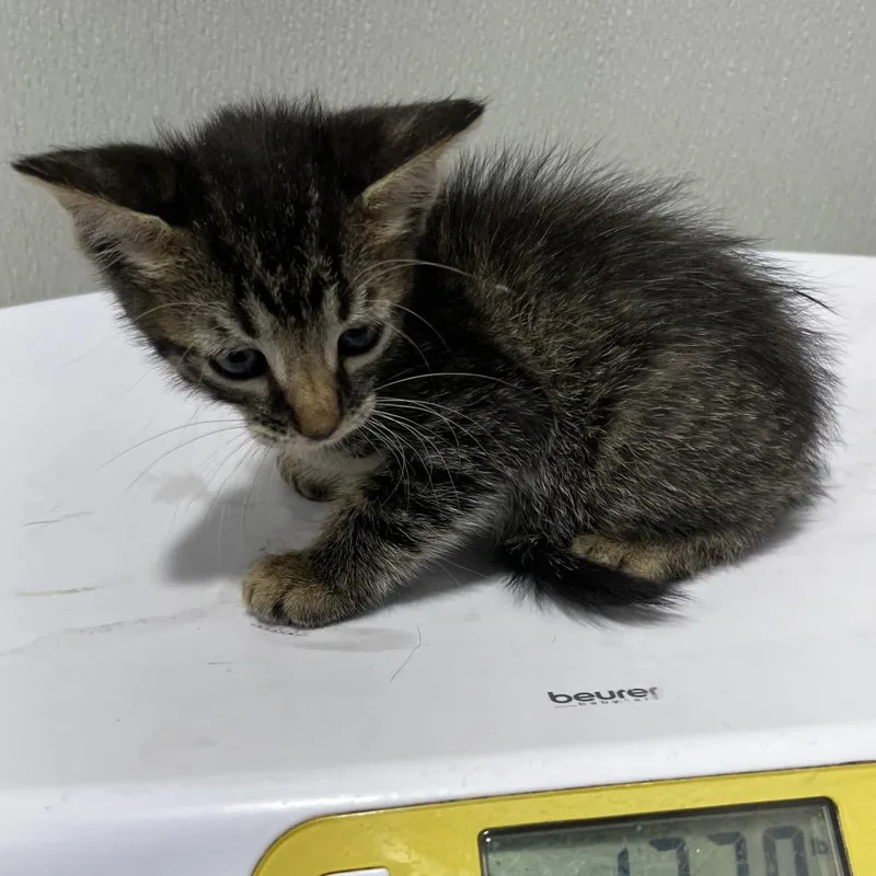 A baby small-sized female Gray / Blue / Silver Domestic Short Hair cat named Winter for adoption in Tampa, FL