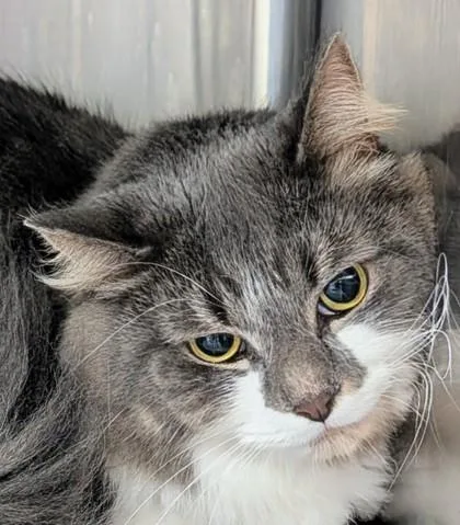 A young medium-sized female Domestic Long Hair cat named Lucky for adoption in Bridgewater, NJ