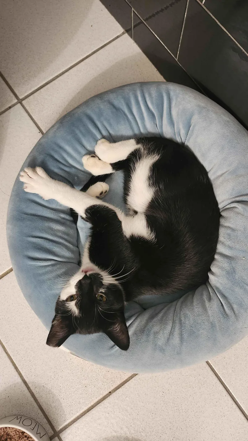 A young medium-sized female Black & White / Tuxedo American Shorthair cat named Meadow for adoption in North Bergen, NJ