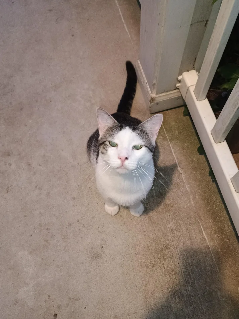 A young medium-sized male Domestic Short Hair cat named Biebi blacky and CC for adoption in Charlotte, NC