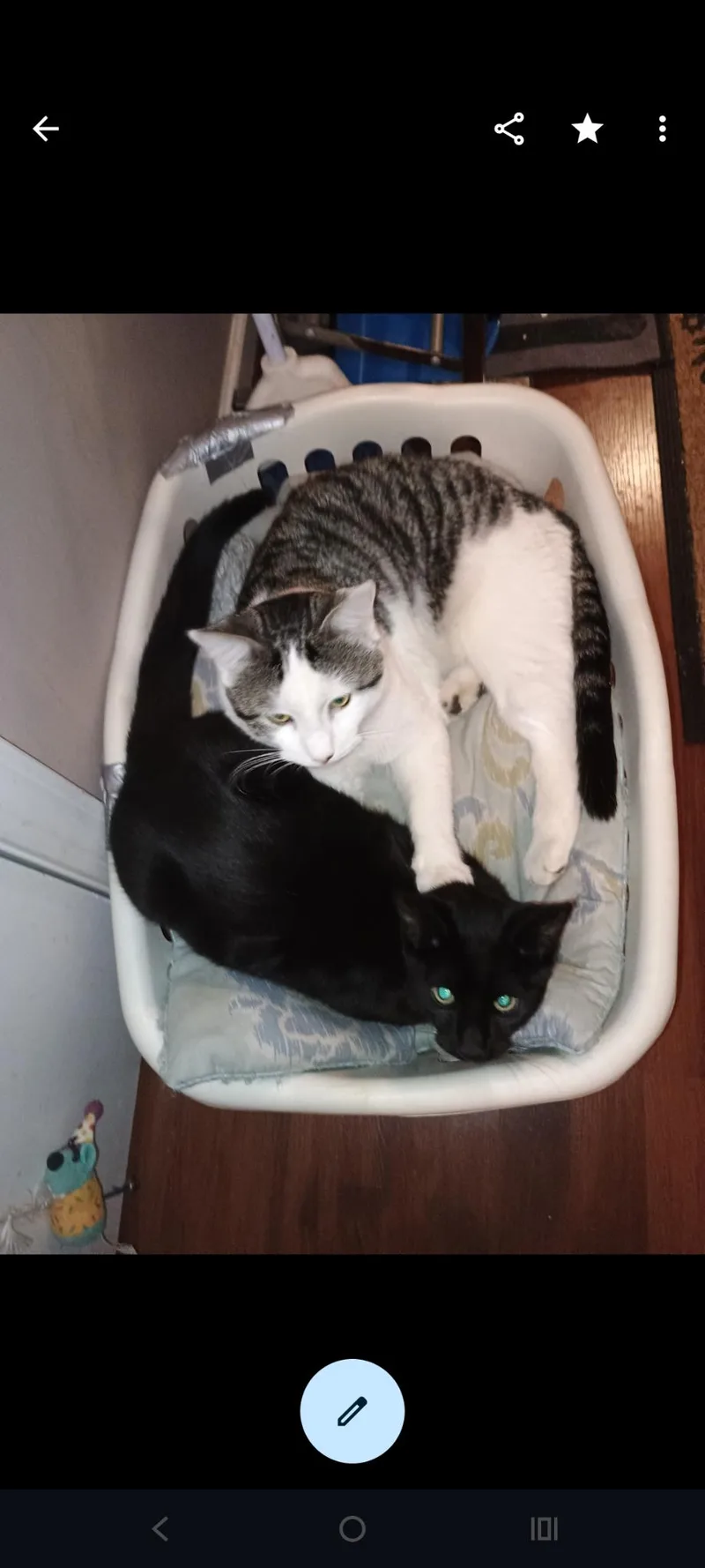 Biebi blacky and CC thumbnail 3