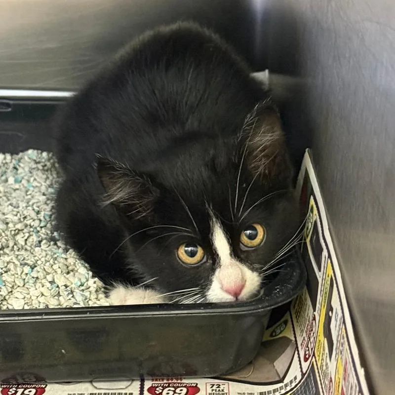 A baby small-sized female Black Domestic Short Hair cat named Skunk for adoption in Park City, UT