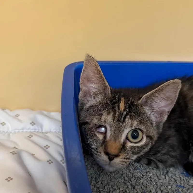 A baby small-sized female Brown / Chocolate Domestic Short Hair cat named Maisie for adoption in East Hanover, NJ