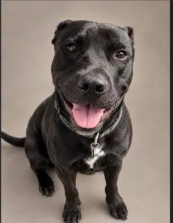 An adult large-sized male Black Labrador Retriever dog named Tank for adoption in Woodbine, GA