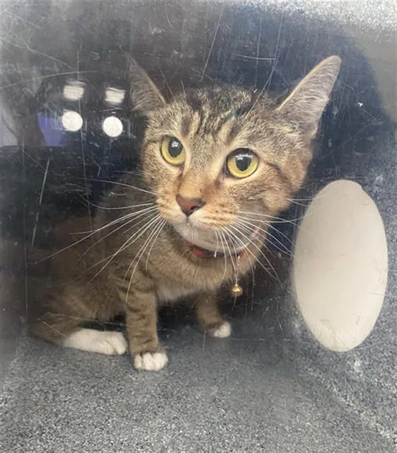 A young medium-sized female Domestic Short Hair cat named Clover for adoption in Dallas, TX