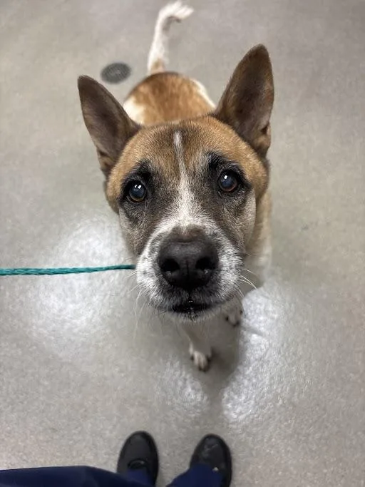 A senior medium-sized male Akita dog named Purnell for adoption in Las Vegas, NV