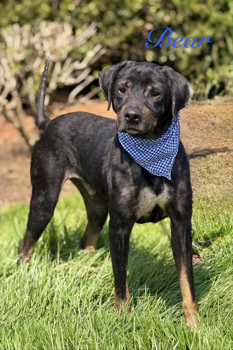 A young medium-sized male Hound dog named Bear Bear for adoption in Maryville, TN