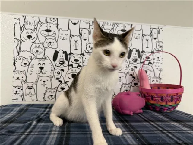 A young large-sized female Domestic Short Hair cat named Bell for adoption in San Pedro, CA