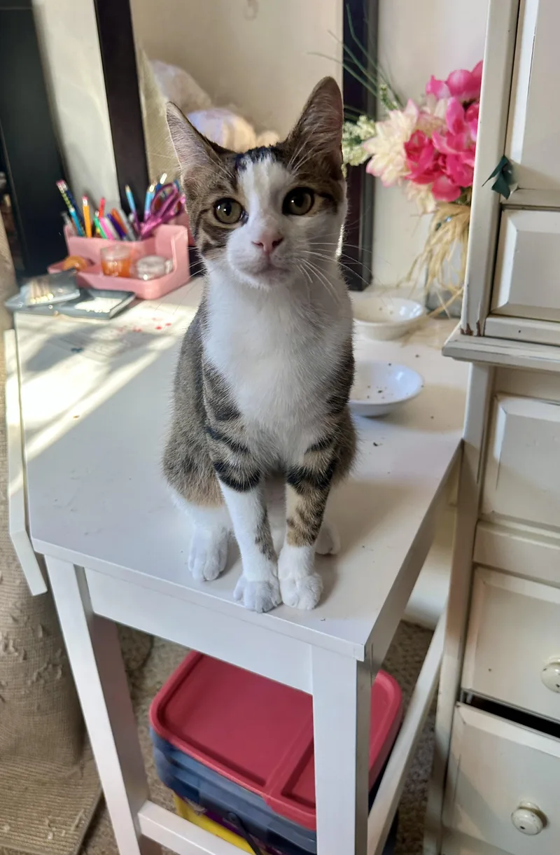 A baby medium-sized male Tabby (Brown / Chocolate) Tabby cat named Fuller for adoption in Avondale, PA