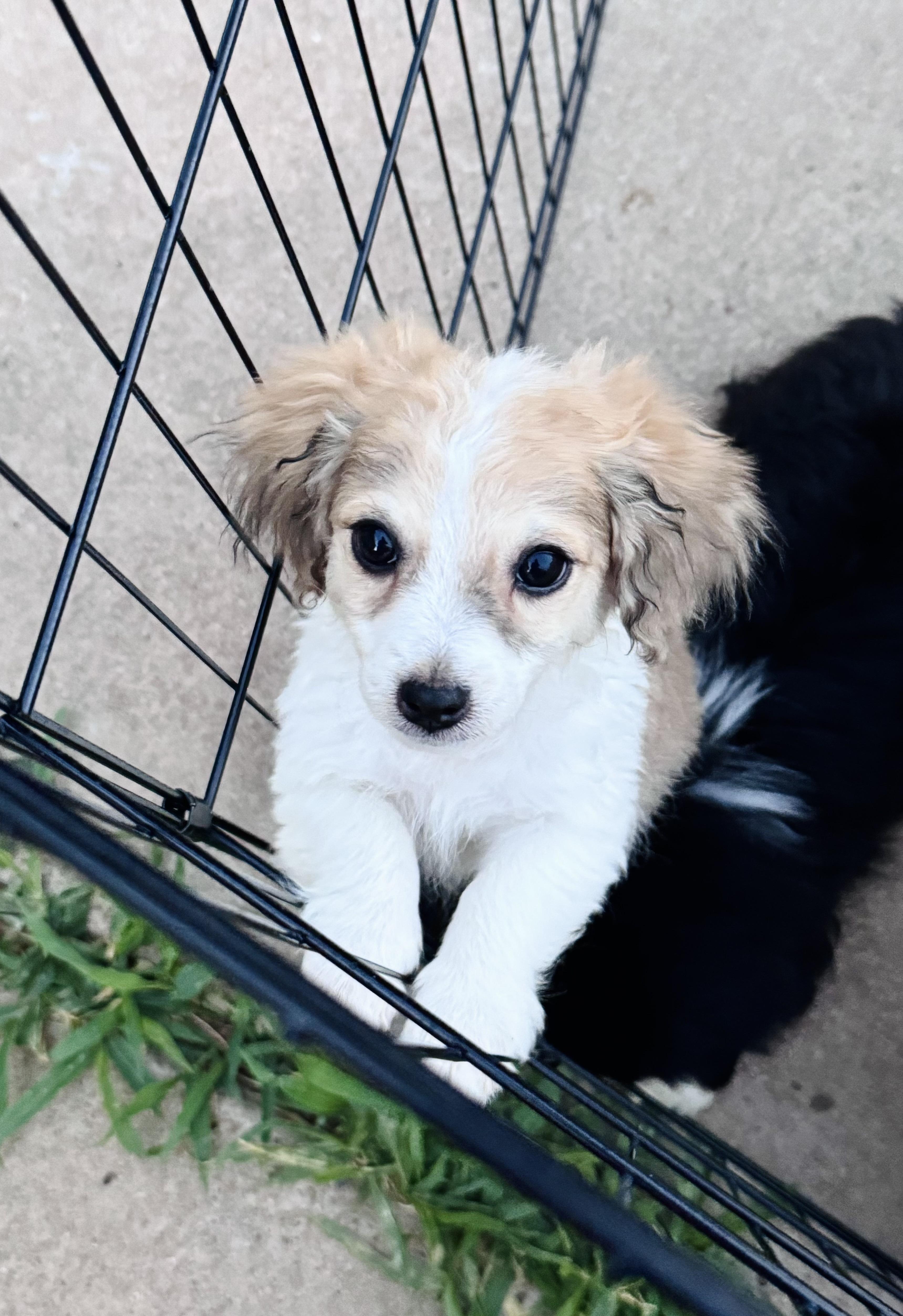 Louie