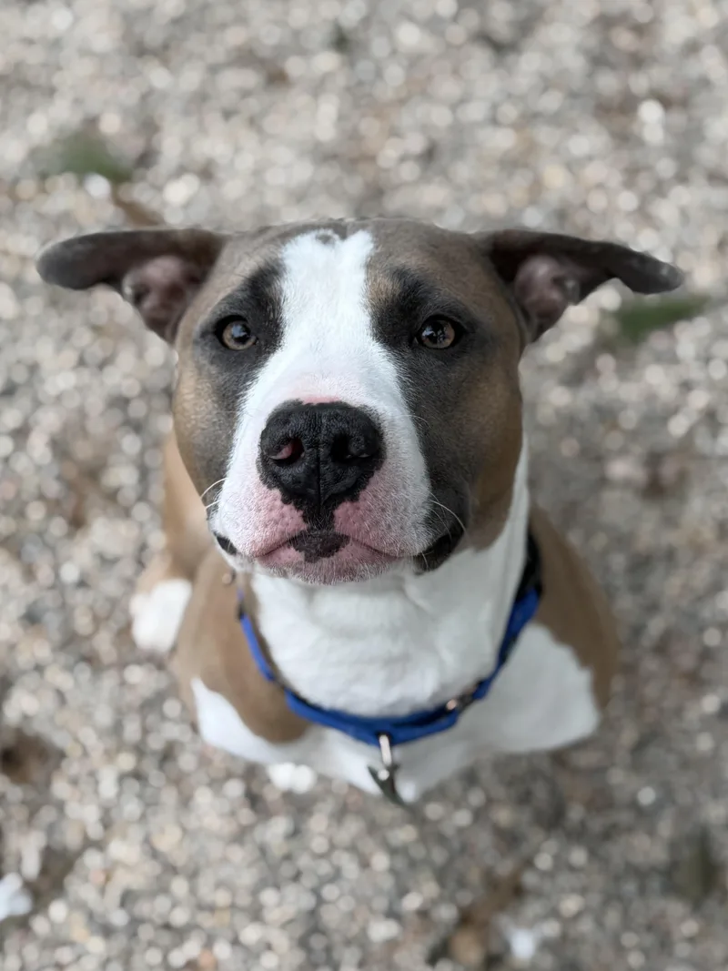 Valentino thumbnail 2