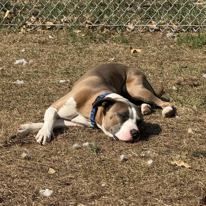 Valentino thumbnail 4