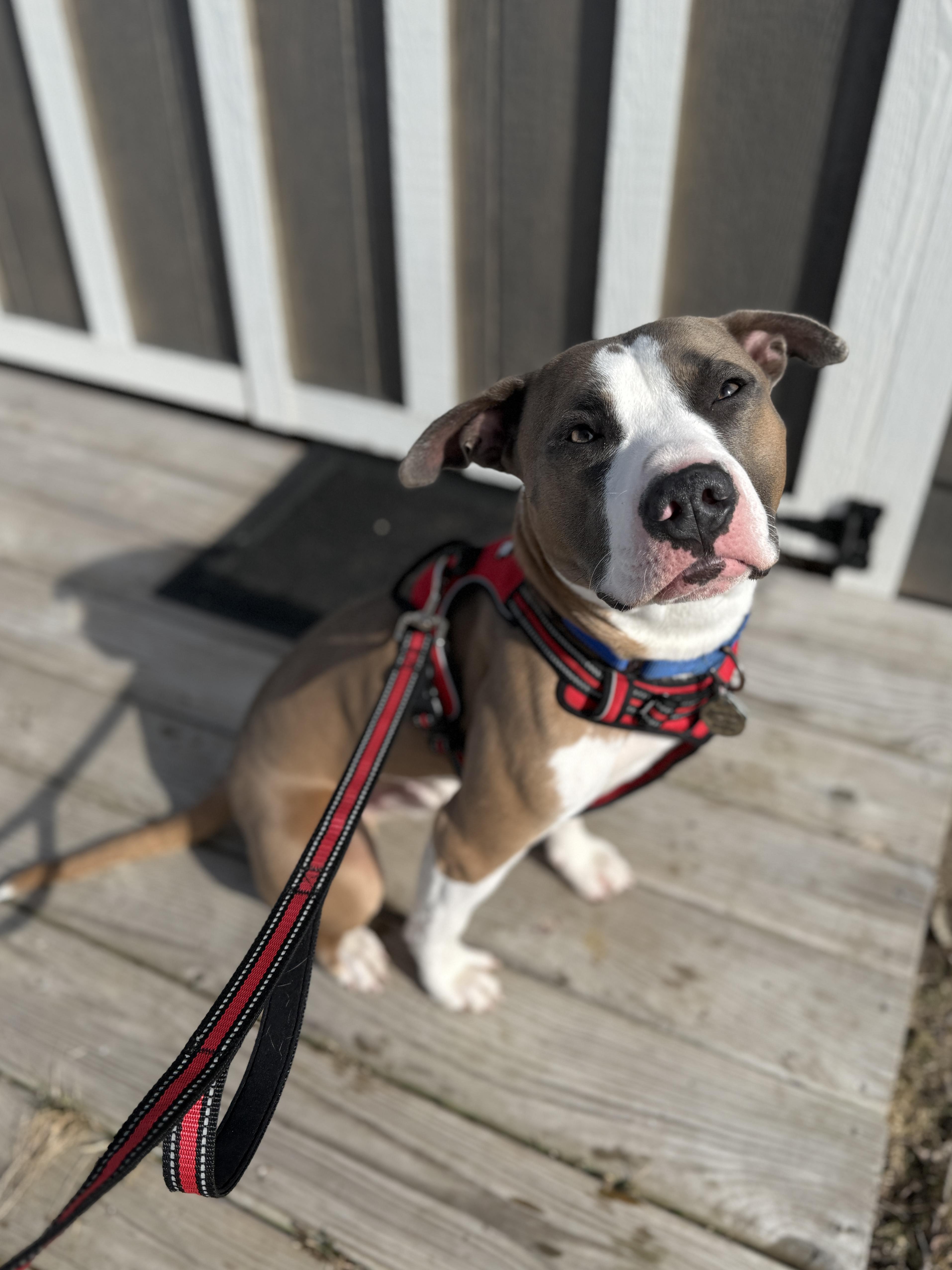 Valentino thumbnail 5