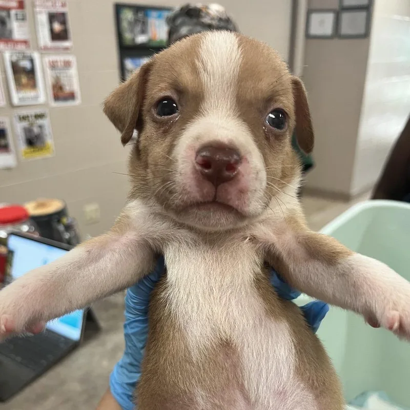 A baby small-sized male Yellow / Tan / Blond / Fawn Pit Bull Terrier dog named Porter for adoption in Birmingham, AL