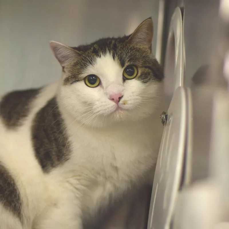 An adult large-sized female White Domestic Short Hair cat named Jill for adoption in Belleville, IL