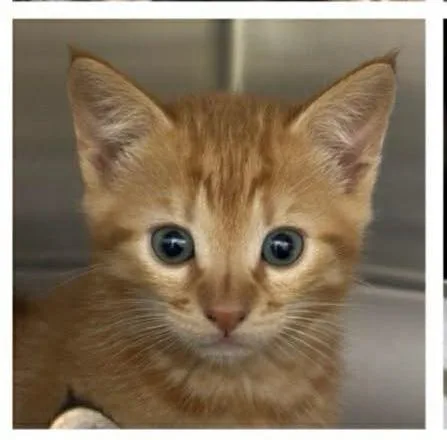 A baby small-sized male Domestic Short Hair cat named Parsley for adoption in Knoxville, TN