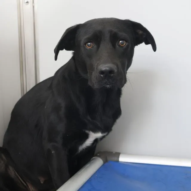 A young medium-sized female Labrador Retriever dog named Baby for adoption in San Antonio, TX