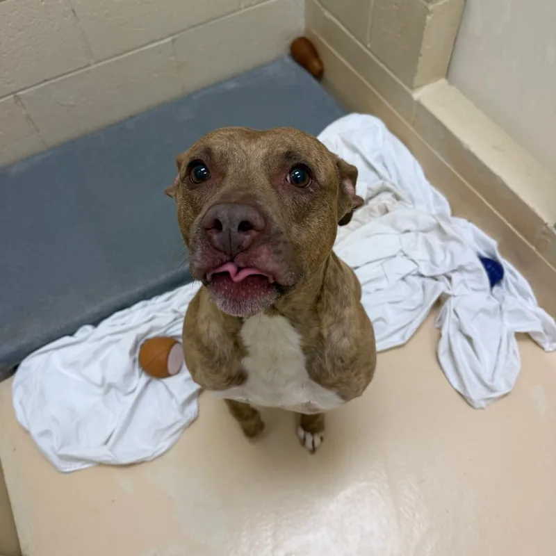 A senior medium-sized male Pit Bull Terrier dog named Titus for adoption in Winston-Salem, NC