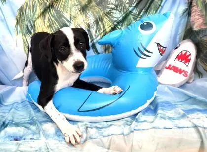 A baby medium-sized male Mixed Breed dog named Oreo for adoption in Elmira, NY