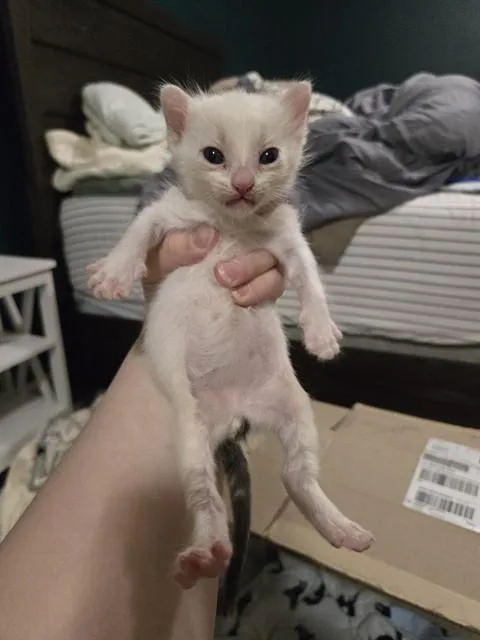 A baby small-sized male Domestic Short Hair cat named David Meowie for adoption in Huntsville, AL