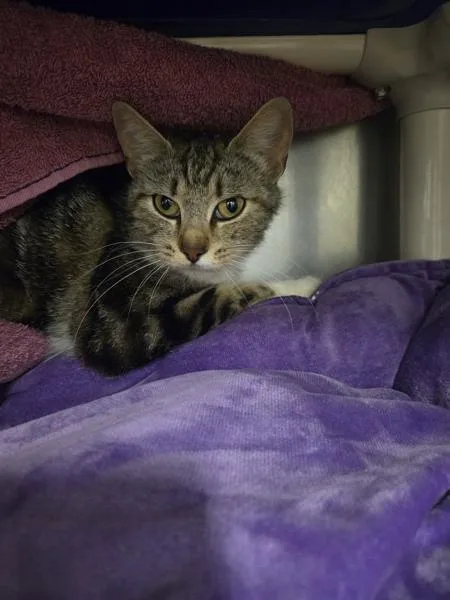 An adult small-sized female Domestic Short Hair cat named Specter for adoption in Millersville, MD