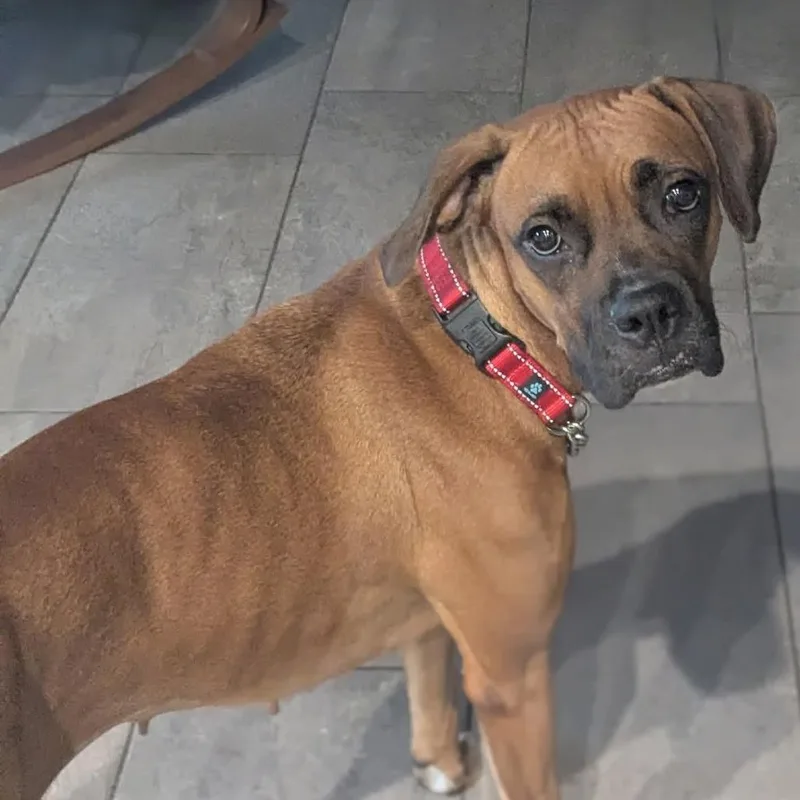 A young medium-sized female Boxer dog named Dolly for adoption in Tallahassee, FL