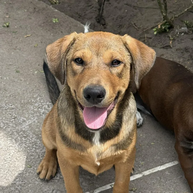 A baby medium-sized male Brown / Chocolate Mixed Breed dog named Bogey for adoption in Williston, FL