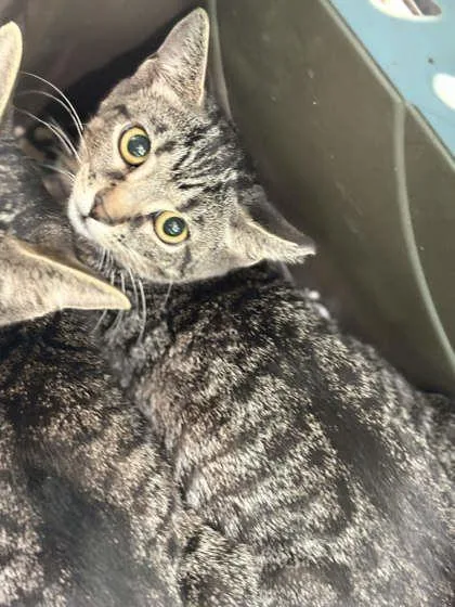 A baby small-sized female Domestic Short Hair cat named Hannah Montana for adoption in Memphis, TN
