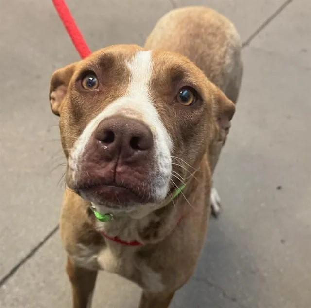 A young large-sized female Pit Bull Terrier dog named Roxy for adoption in Tucson, AZ