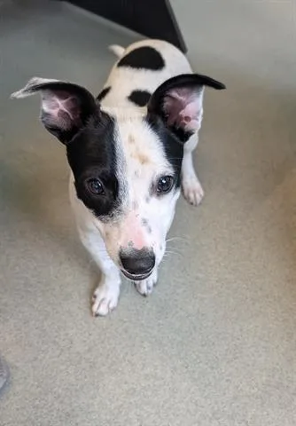 A young small-sized male Chihuahua dog named Peluches for adoption in San Martin, CA
