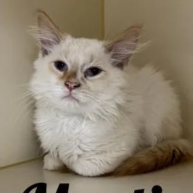 A young medium-sized male Flame Point Domestic Long Hair cat named Martin for adoption in Manistee, MI