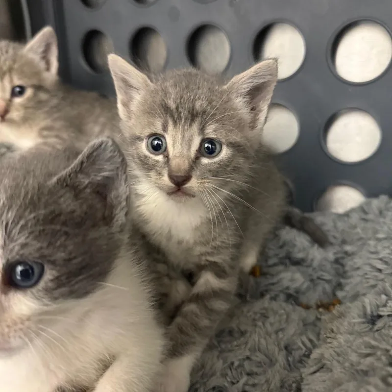 A baby small-sized male Gray / Blue / Silver Domestic Short Hair cat named Isiah for adoption in Spring Hill, KS
