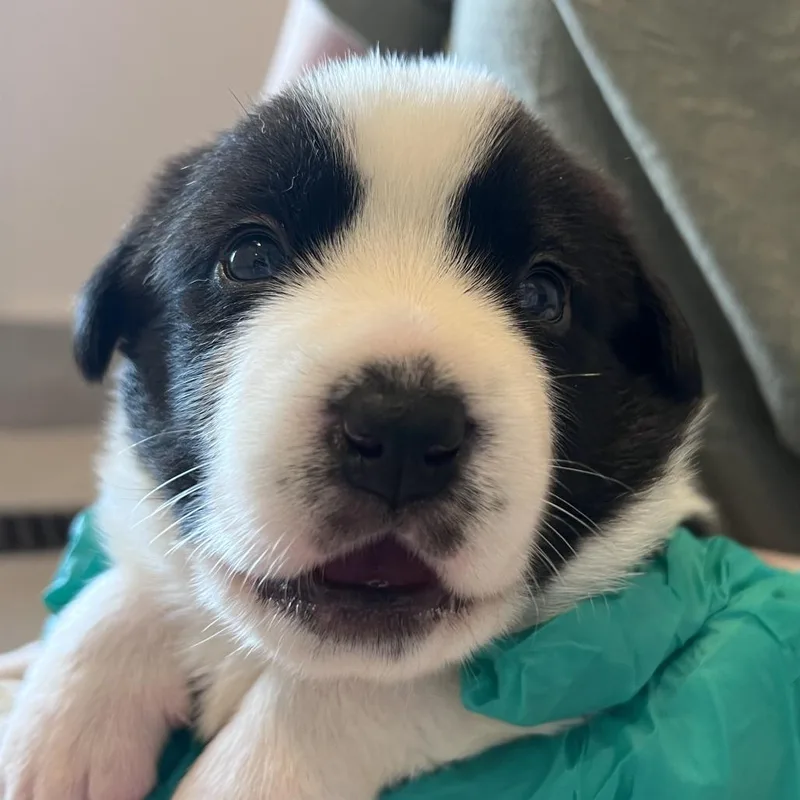 A baby medium-sized male Black Hound dog named #8 (Hubbard) for adoption in Chicago, IL