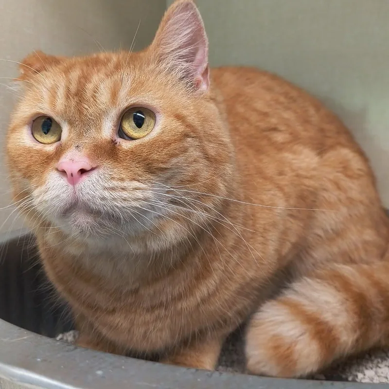 An adult large-sized male Tabby (Orange / Red) Domestic Short Hair cat named Creamsicle for adoption in Saint Marys, PA
