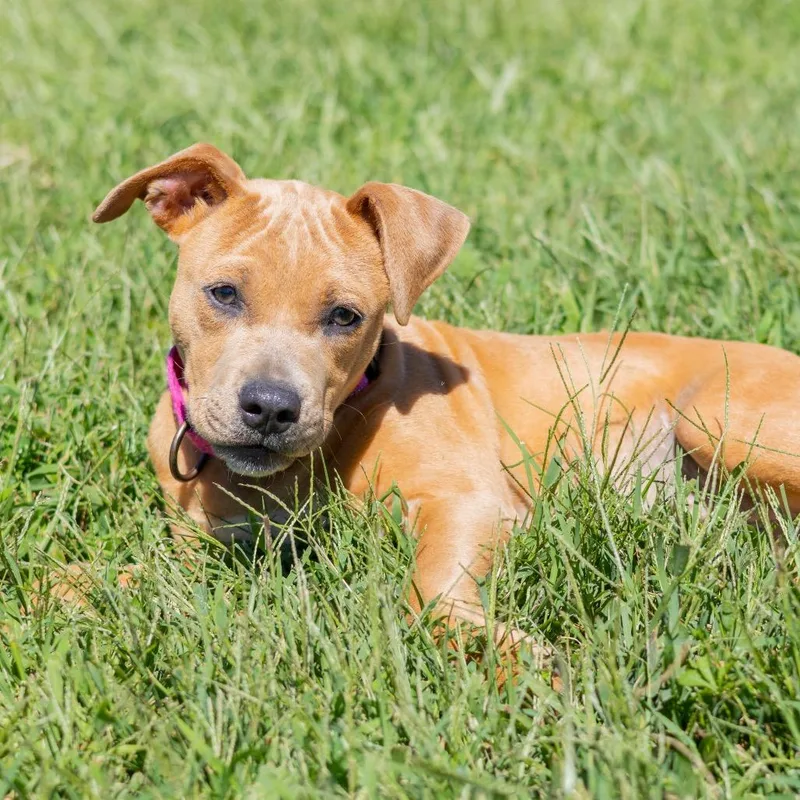 A baby small-sized female Brown / Chocolate Black Mouth Cur dog named Chloe for adoption in Newark, DE