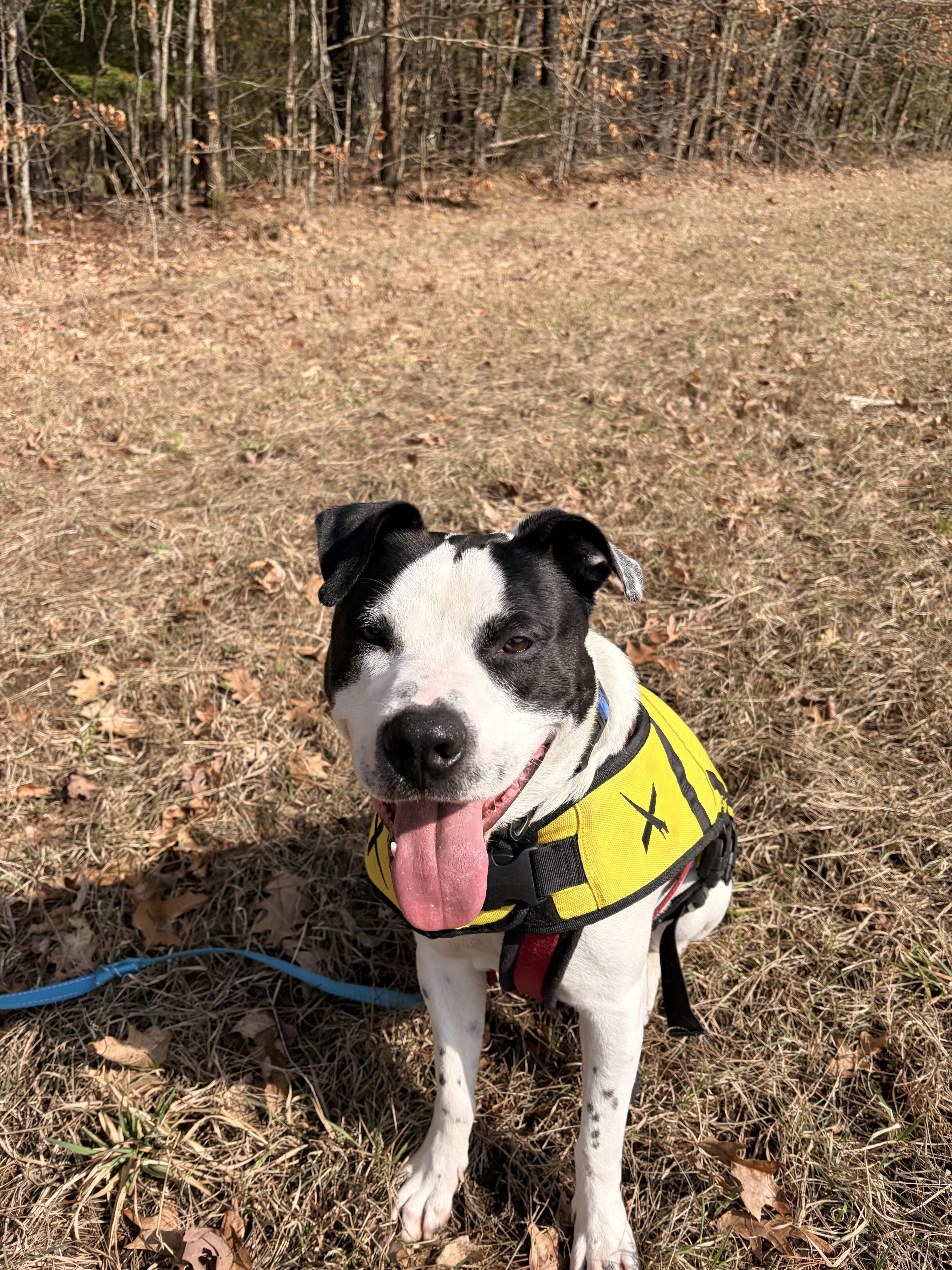 A young medium-sized male Black Pit Bull Terrier dog named Marino for adoption in New Boston, NH