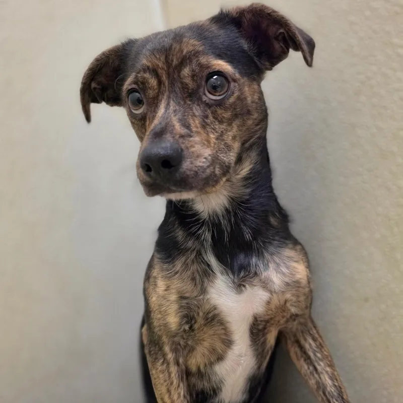 An adult small-sized male Brown / Chocolate Terrier dog named Bronson Chino Hills for adoption in Chino Hills, CA