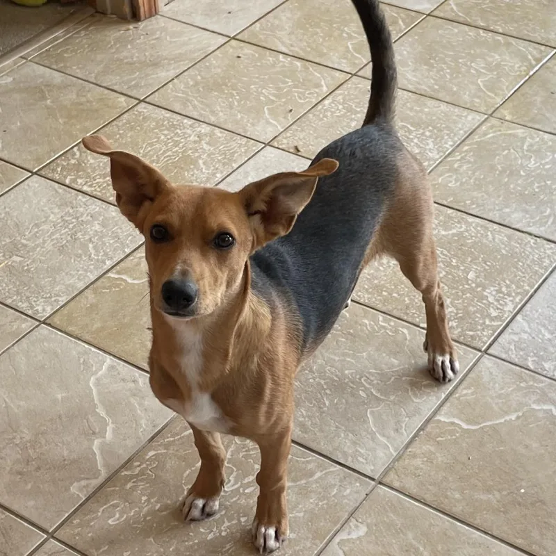 An adult medium-sized male Black Terrier dog named Spock for adoption in Green Forest, AR