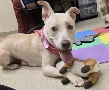A young medium-sized female Apricot / Beige Mixed Breed dog named Winter for adoption in Hamilton, OH