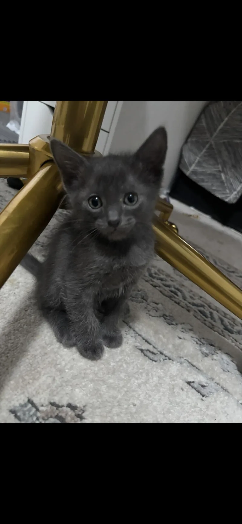 A baby medium-sized male Black Domestic Short Hair cat named Mars for adoption in Wheaton, IL