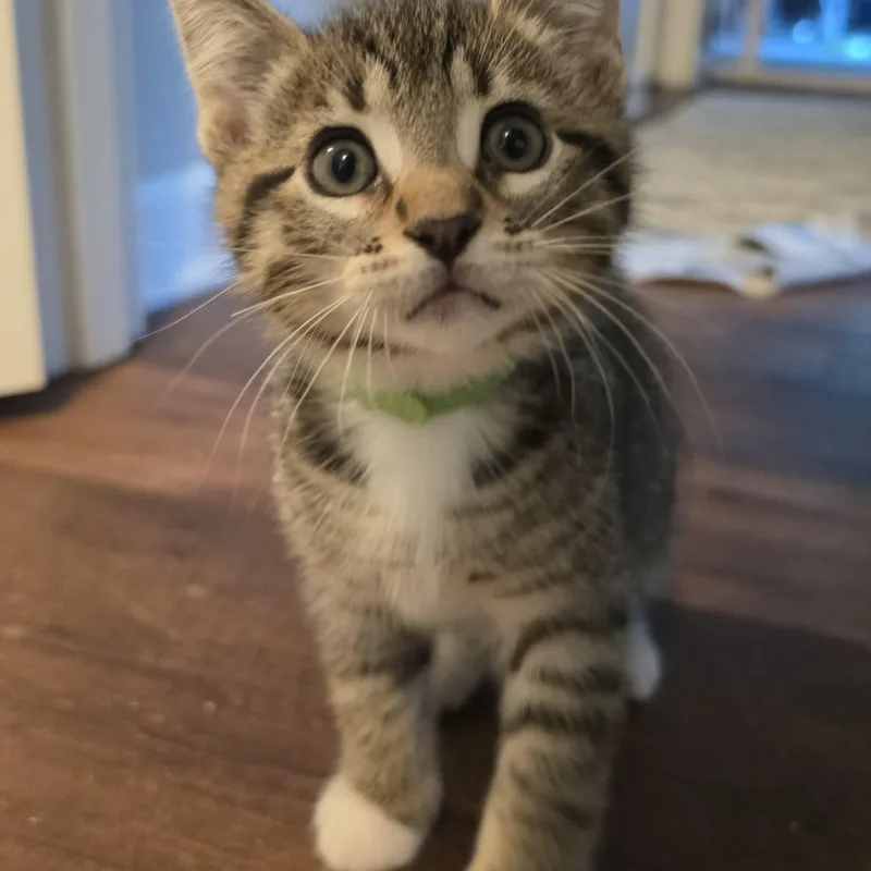 A baby medium-sized male Domestic Short Hair cat named Clint for adoption in Portland, OR