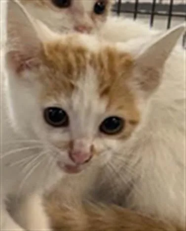 A baby small-sized female Egyptian Mau cat named Vader for adoption in Los Angeles, CA