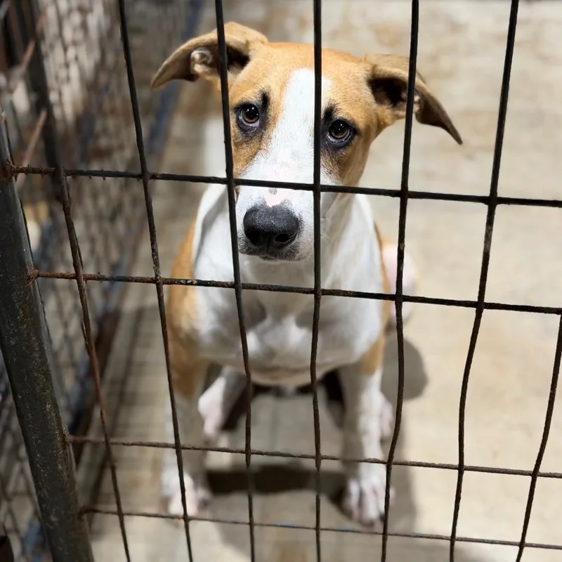 A young medium-sized male Terrier dog named Manny for adoption in Fort Smith, AR