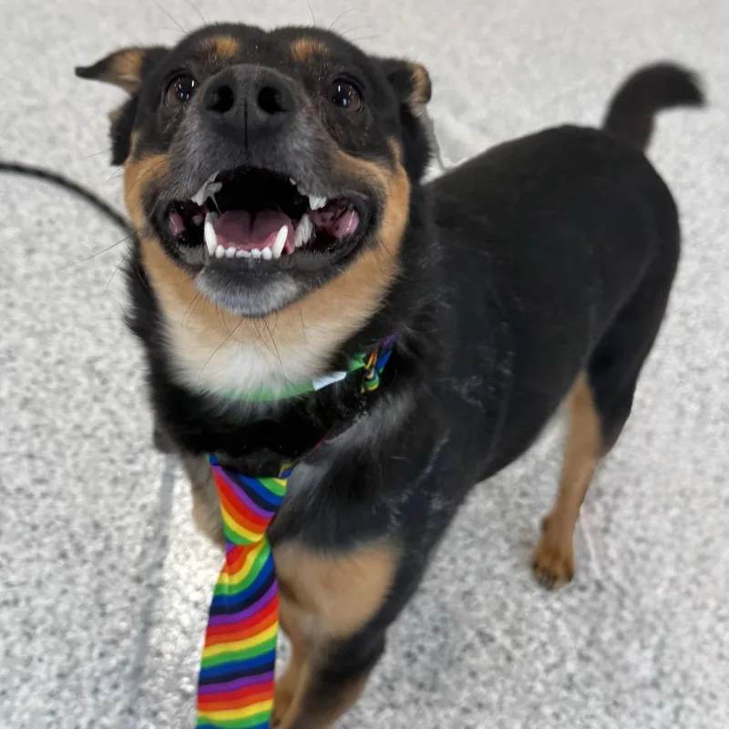 An adult small-sized male Black Shepherd dog named Kylo for adoption in Fort Wayne, IN