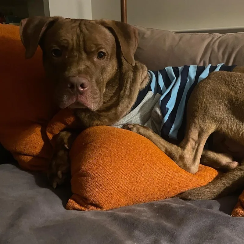 An adult large-sized male Red / Chestnut / Orange Mixed Breed dog named Hiccup for adoption in Manchester, CT