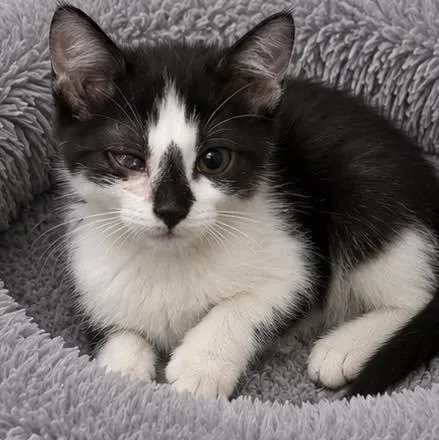 A baby small-sized female Domestic Short Hair cat named Dally for adoption in Grand Bay, AL