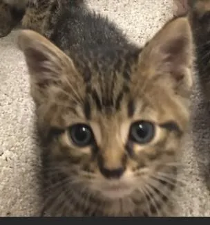 A baby small-sized male Domestic Short Hair cat named Macchiato for adoption in Olivette, MO