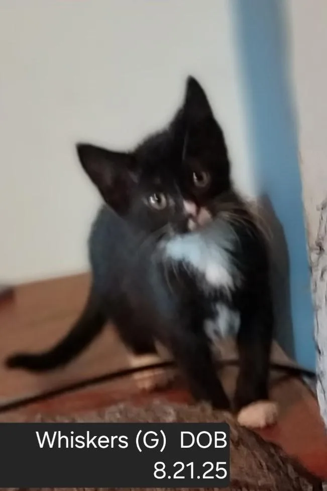 Whiskers thumbnail 2