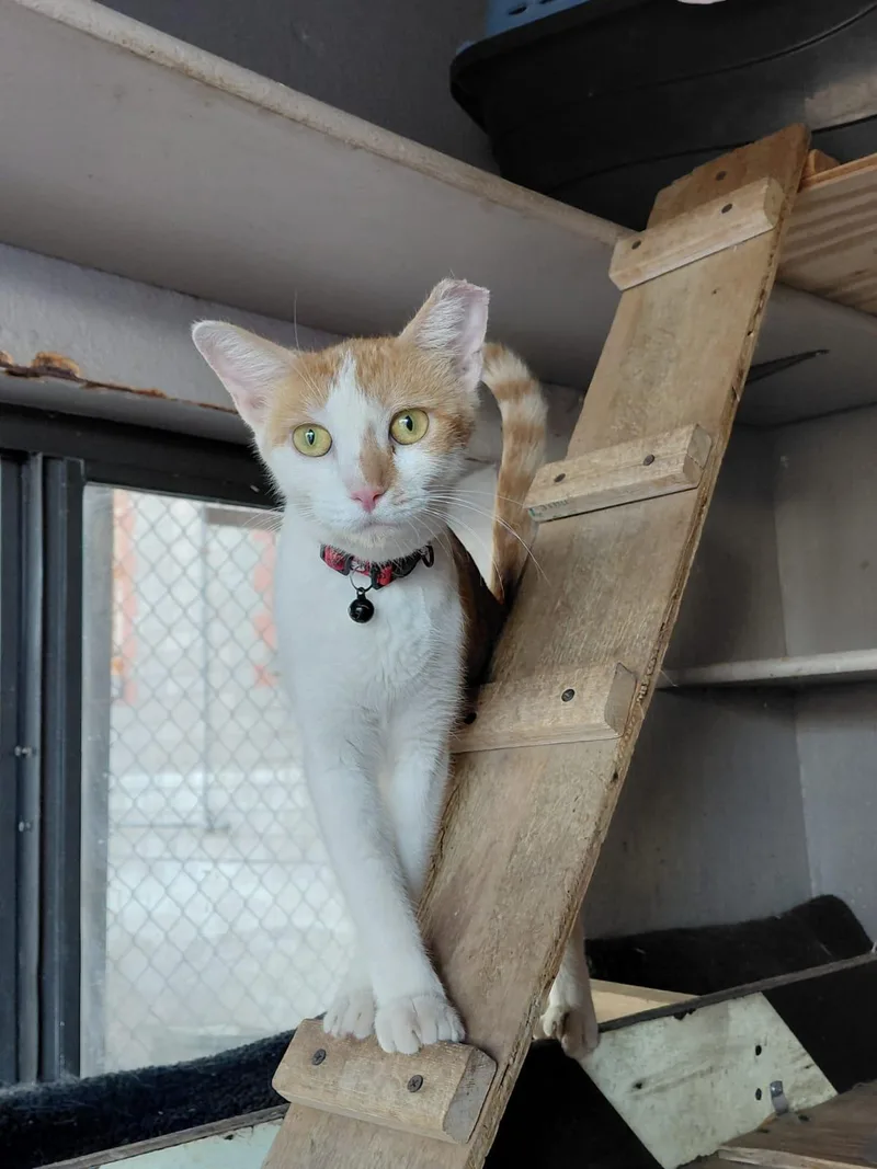 An adult small-sized female Orange & White Domestic Short Hair cat named Chai for adoption in Roswell, NM