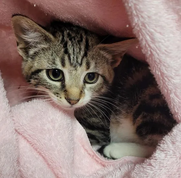 A baby small-sized female Domestic Short Hair cat named Wimble for adoption in Vancouver, WA